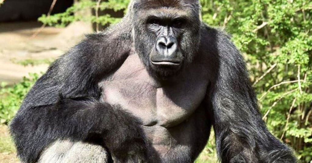 Photo of gorilla Hambre to represent talking about crisis communication planning