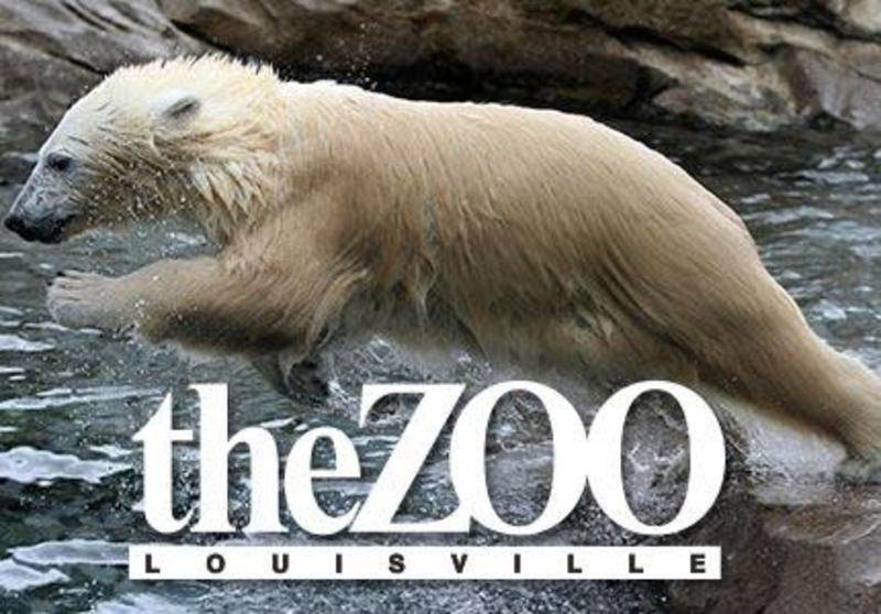 Louisville-Zoo-Polar-Bear