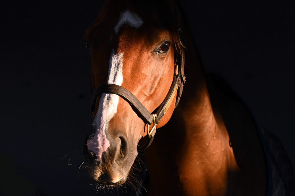 Derby image 18 - Horse Face