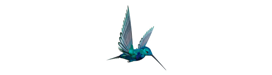 Illustration of hummingbird, representing the Hummingbird update and part of Google algorithm update history